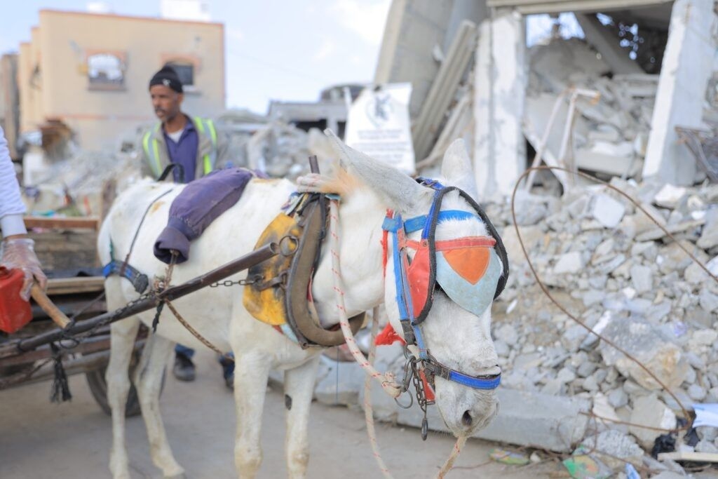 A donkey with a cart in Gaza. Photo: Safe Haven for Donkeys