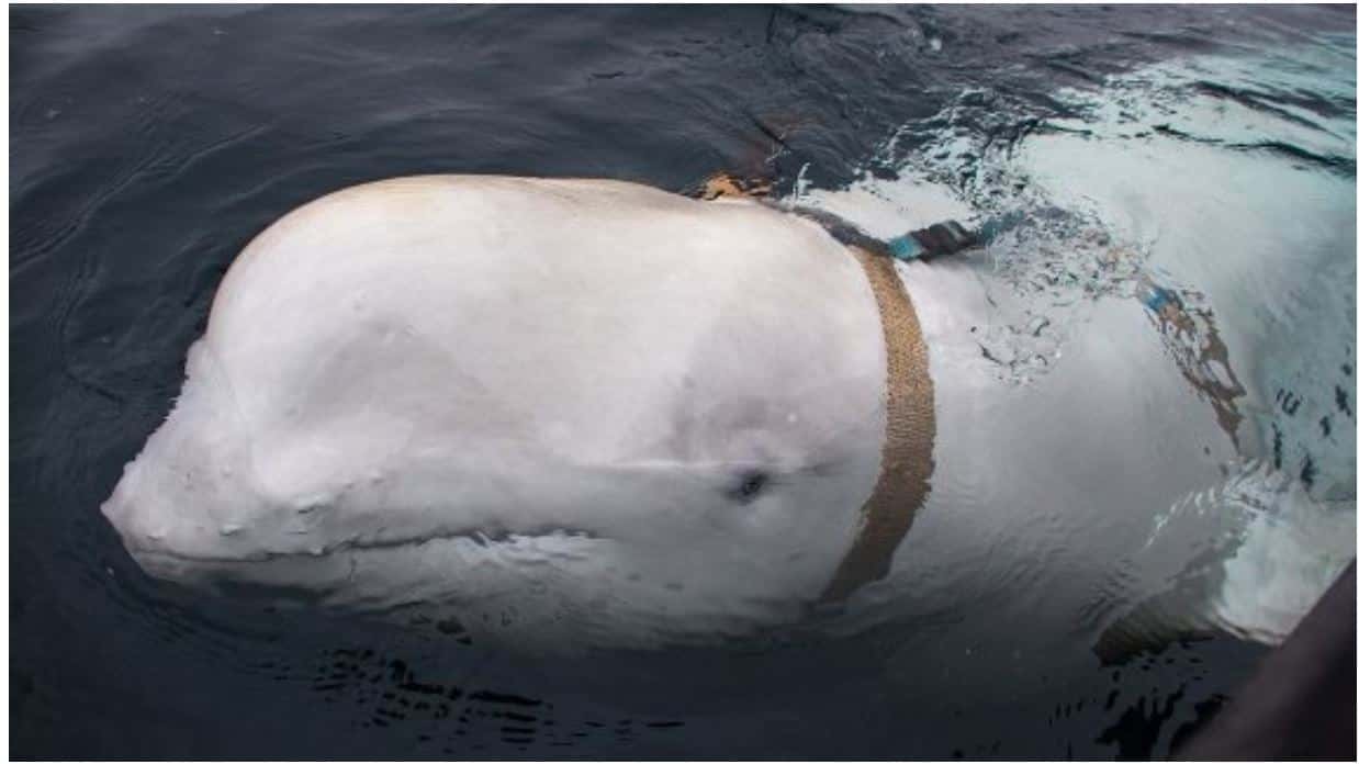 Норвежцы обнаружили белуху с GoPro из России. Они предположили, что она принадлежит российским военным