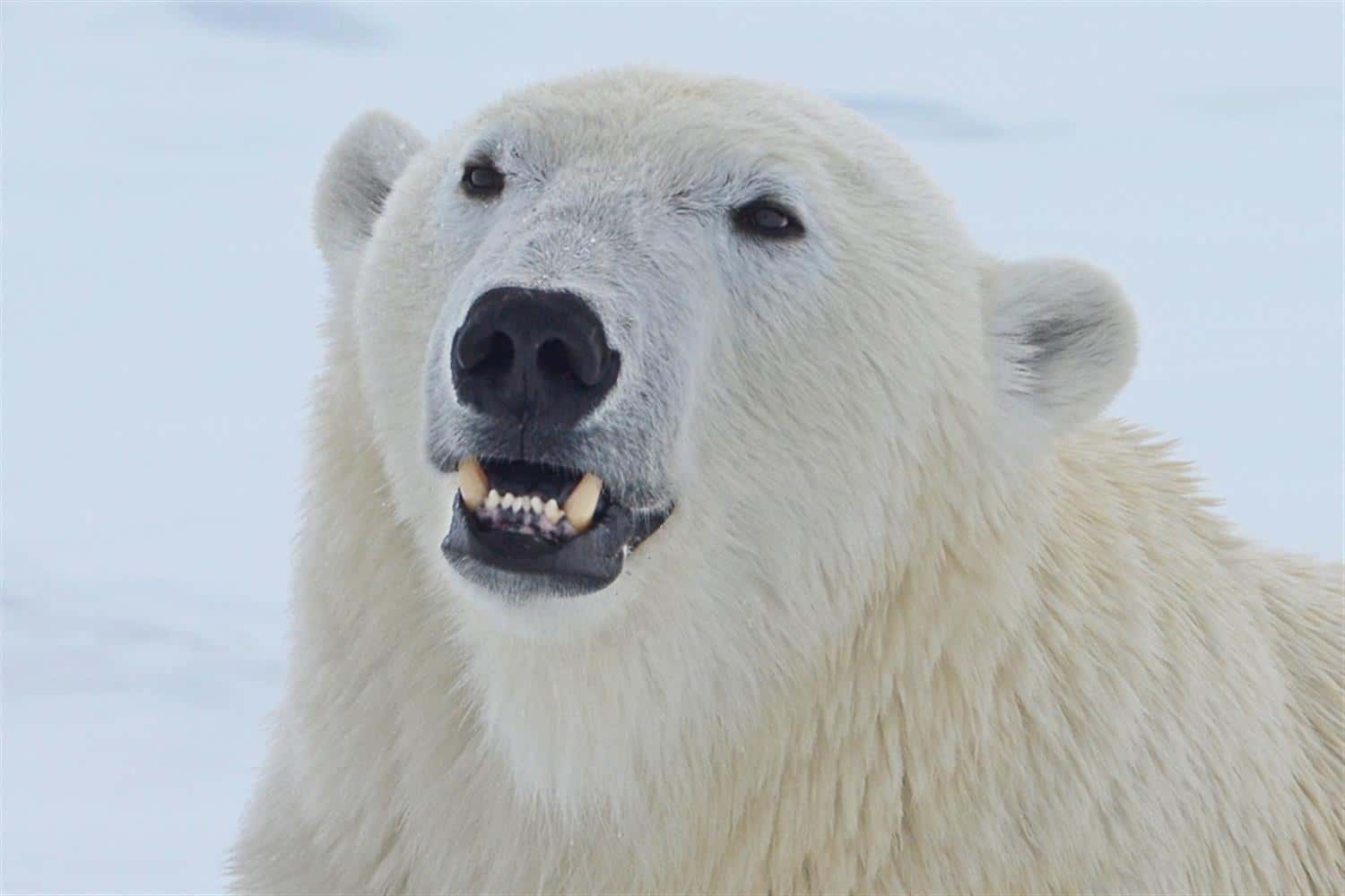На Новой Земле ввели режим ЧС из-за нападения белых медведей