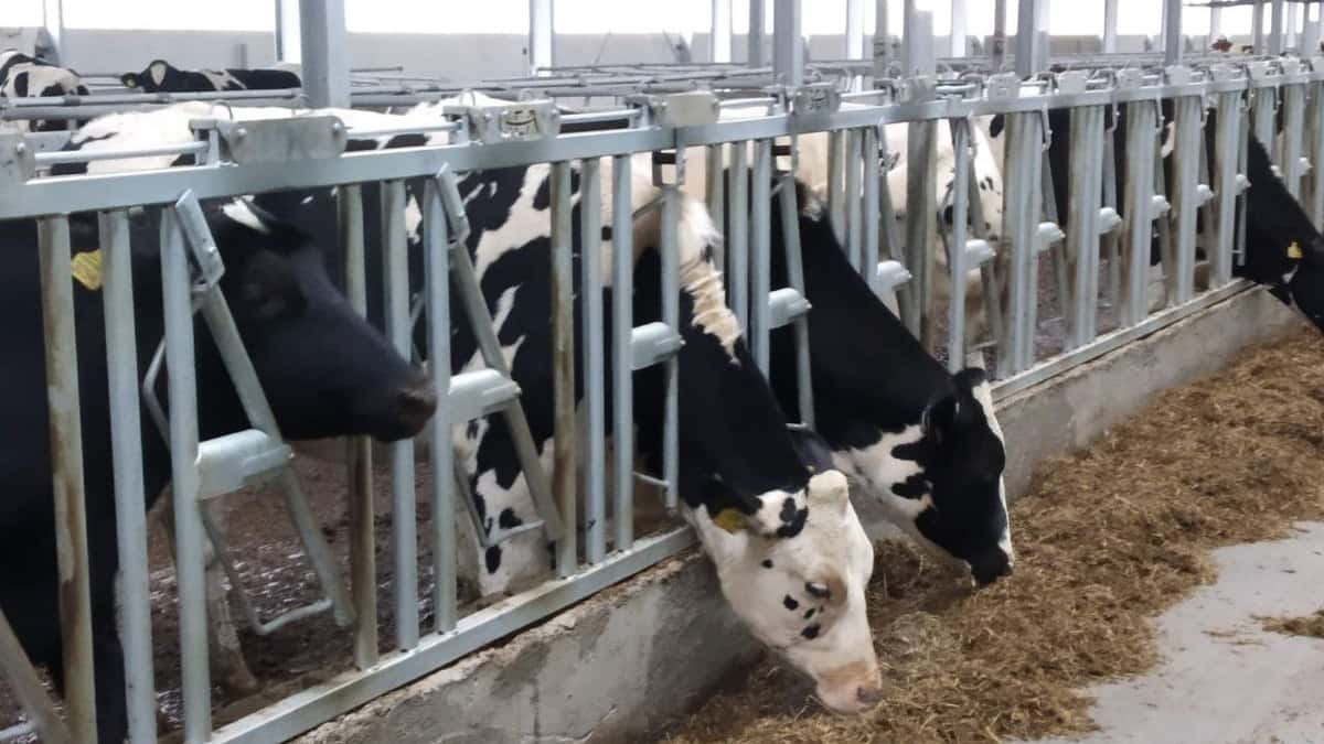 В Новосибирской области ввели режим ЧС из-за массового заболевания скота 