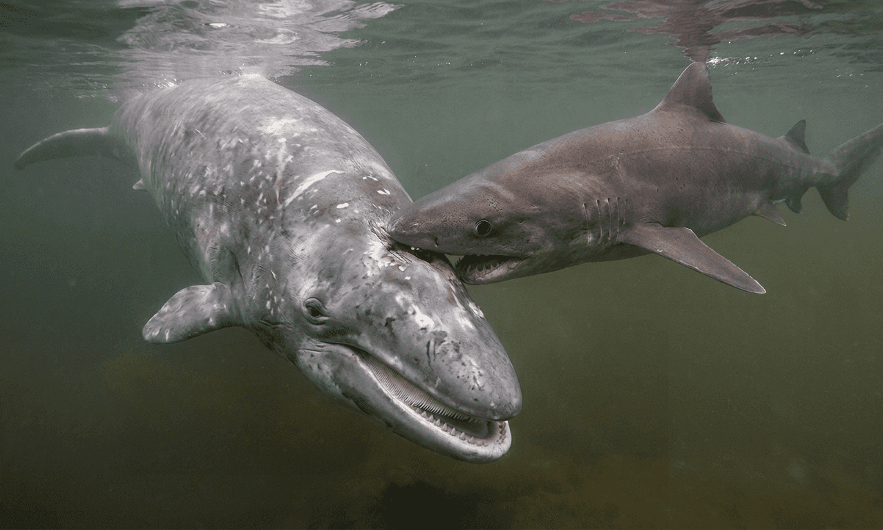 Застрявший в кости зуб позволил ученым узнать, что 5 млн лет назад акулы охотились на китов в Северном море