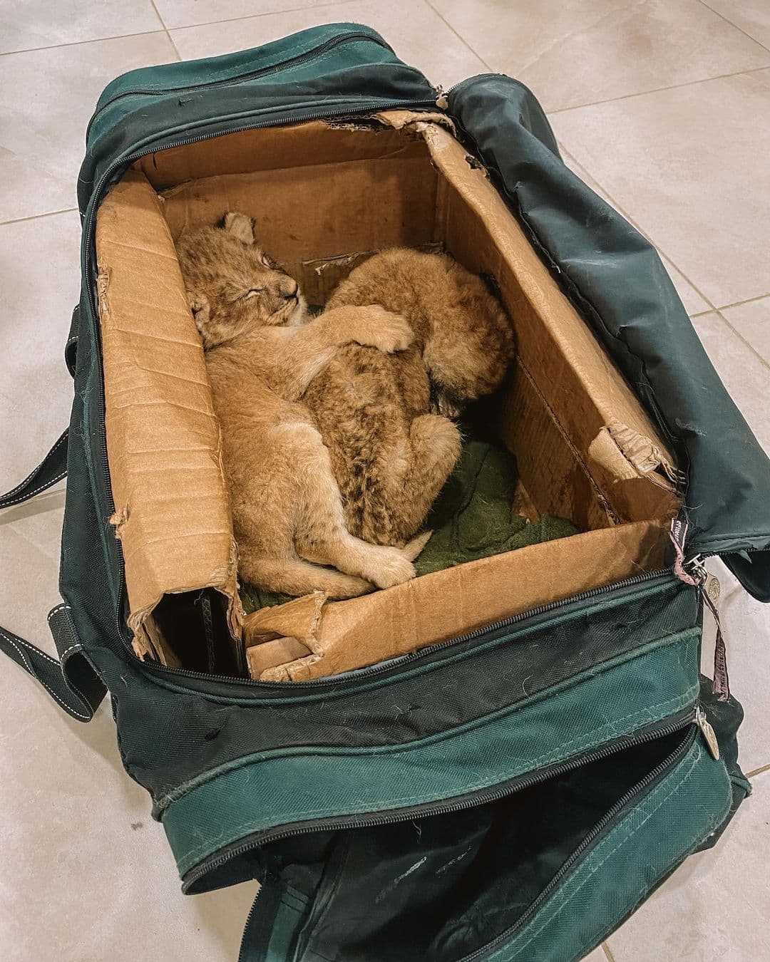 The lion cubs rescued by the Stoyanovs required extended care