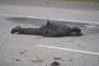 Миниатюра 7