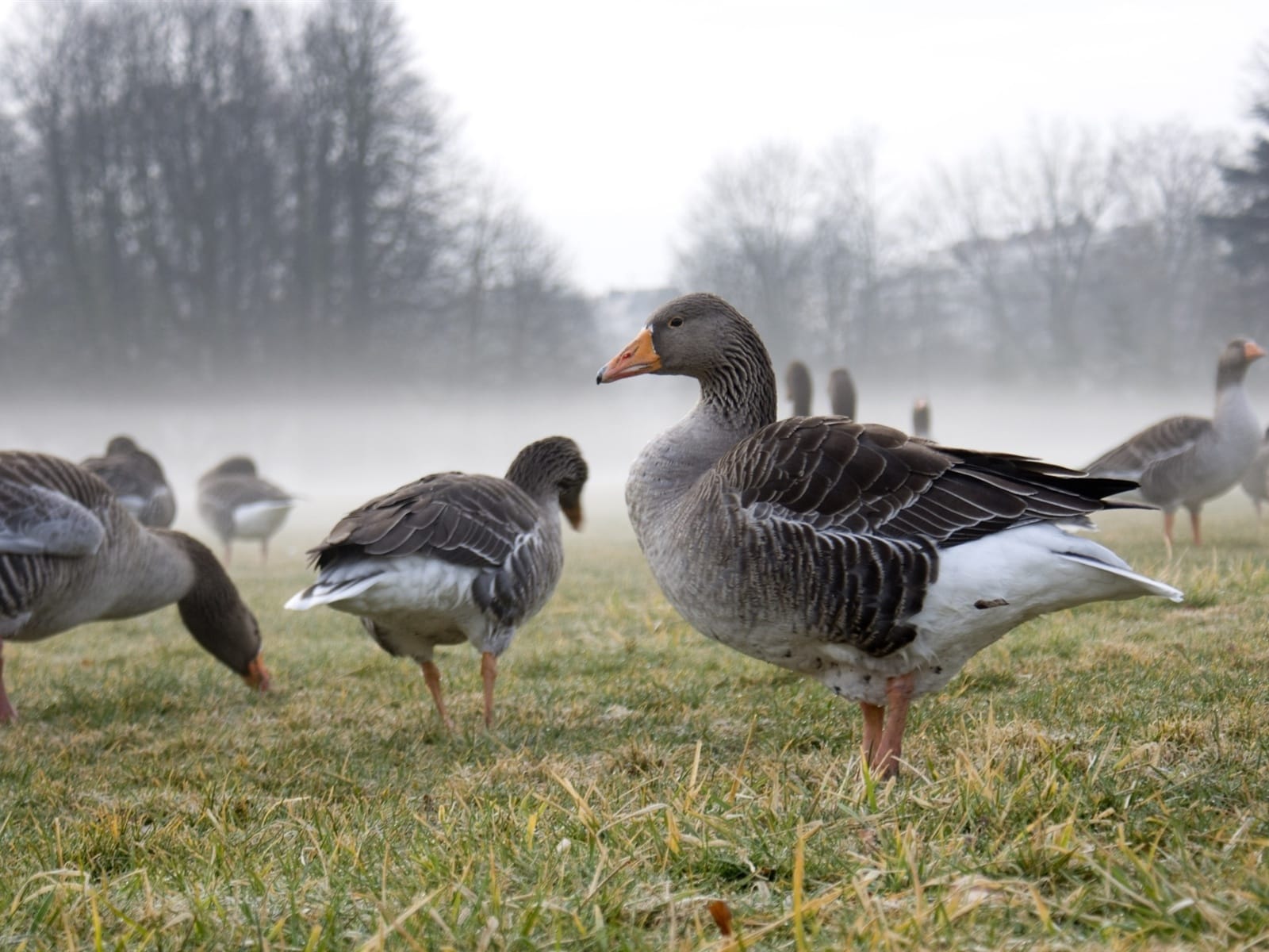 В Англии зафиксировали вспышку птичьего гриппа у диких птиц на фоне начинающейся в Европе эпидемии домашних животных