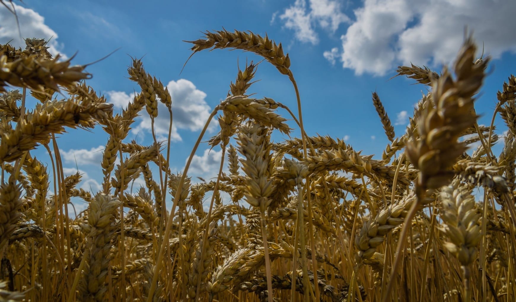 Russia is shipping stolen Ukrainian grain to Syria, says Ukrainian intelligence