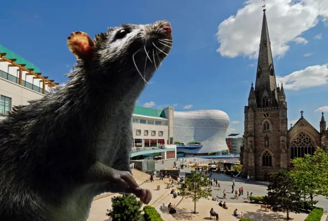 Russia’s Channel One parrots false Daily Mail story of a UK city being “overrun with rats the size of cats” amid garbage collector strike