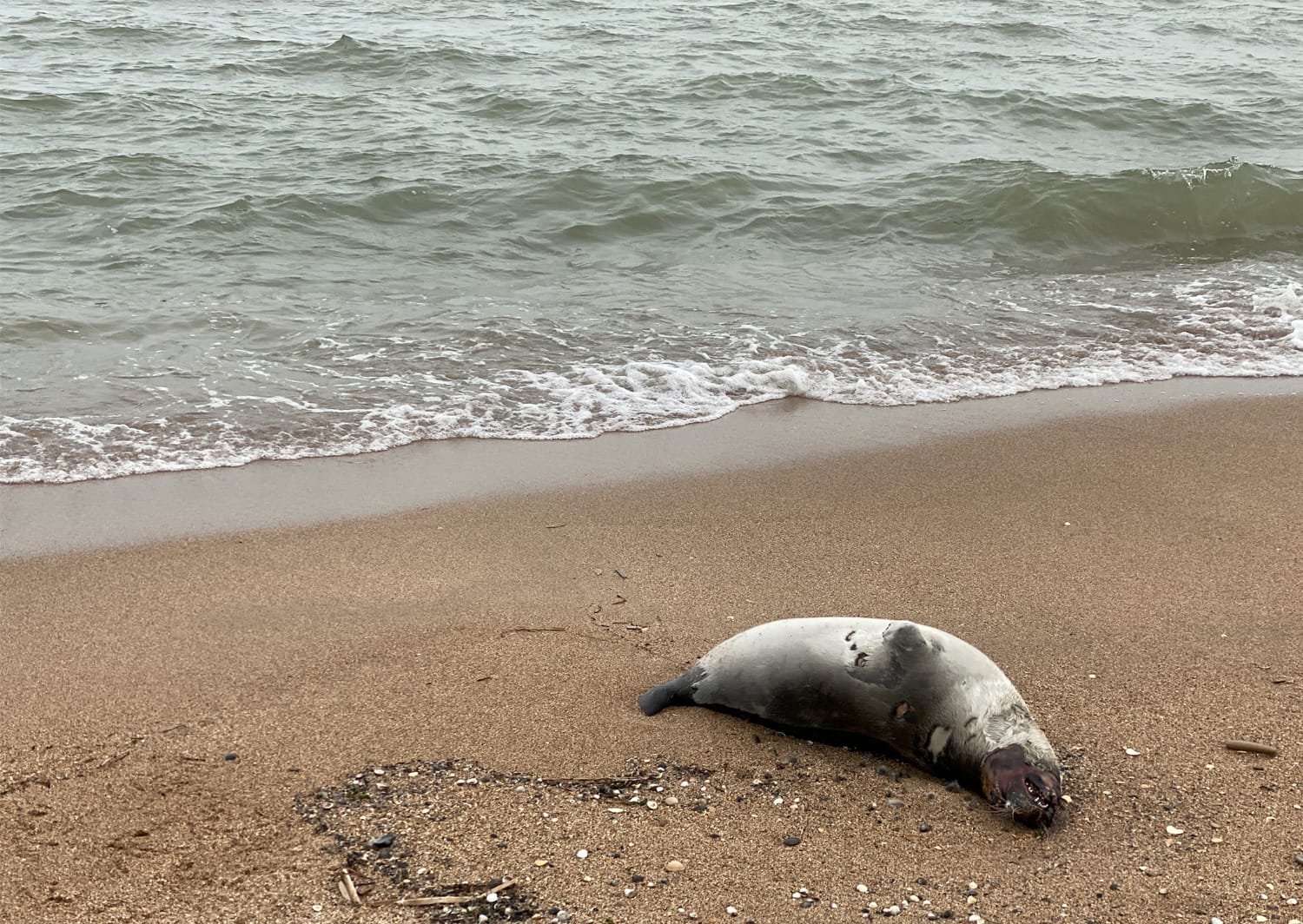 Кладбище морских животных. Экосистема Каспийского моря гибнет из-за глобального потепления и загрязнения