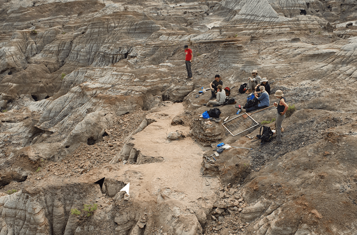 В Канаде обнаружили первую из известных многовидовую площадку следов динозавров, доказавшую их стадное поведение для защиты от хищников