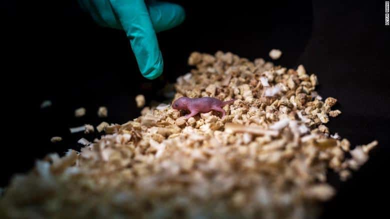 Китайские ученые впервые в мире вырастили здоровых мышей от двух самок. Мыши от двух самцов прожили лишь пару дней