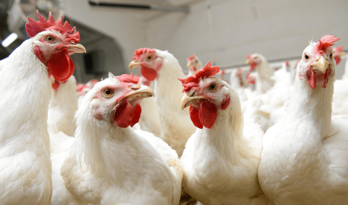 В ВОЗ предупредили о птичьем гриппе H5N1 и возможной пандемии. Эпидемиолог заявил, что ВОЗ перестраховалась