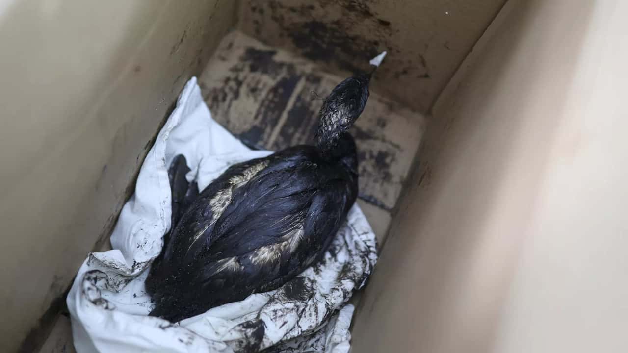 Орнитологу пришлось отказаться от своих слов о 90% птиц, погибших в дороге после спасения от мазута, после заявления чиновников