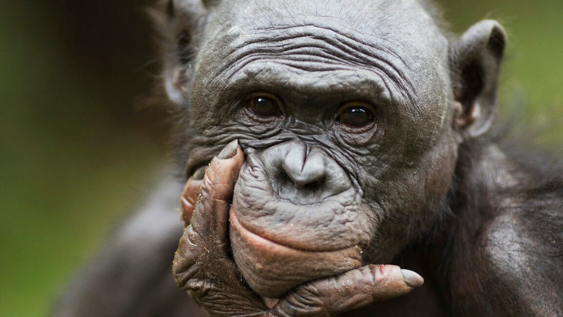 Обезьяны бонобо распознают, когда человек о чем-то не осведомлен, и пытаются помочь — исследование