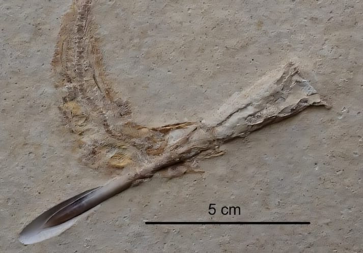 Юрские неполовозрелые рыбы давились насмерть древними кальмарами — исследование