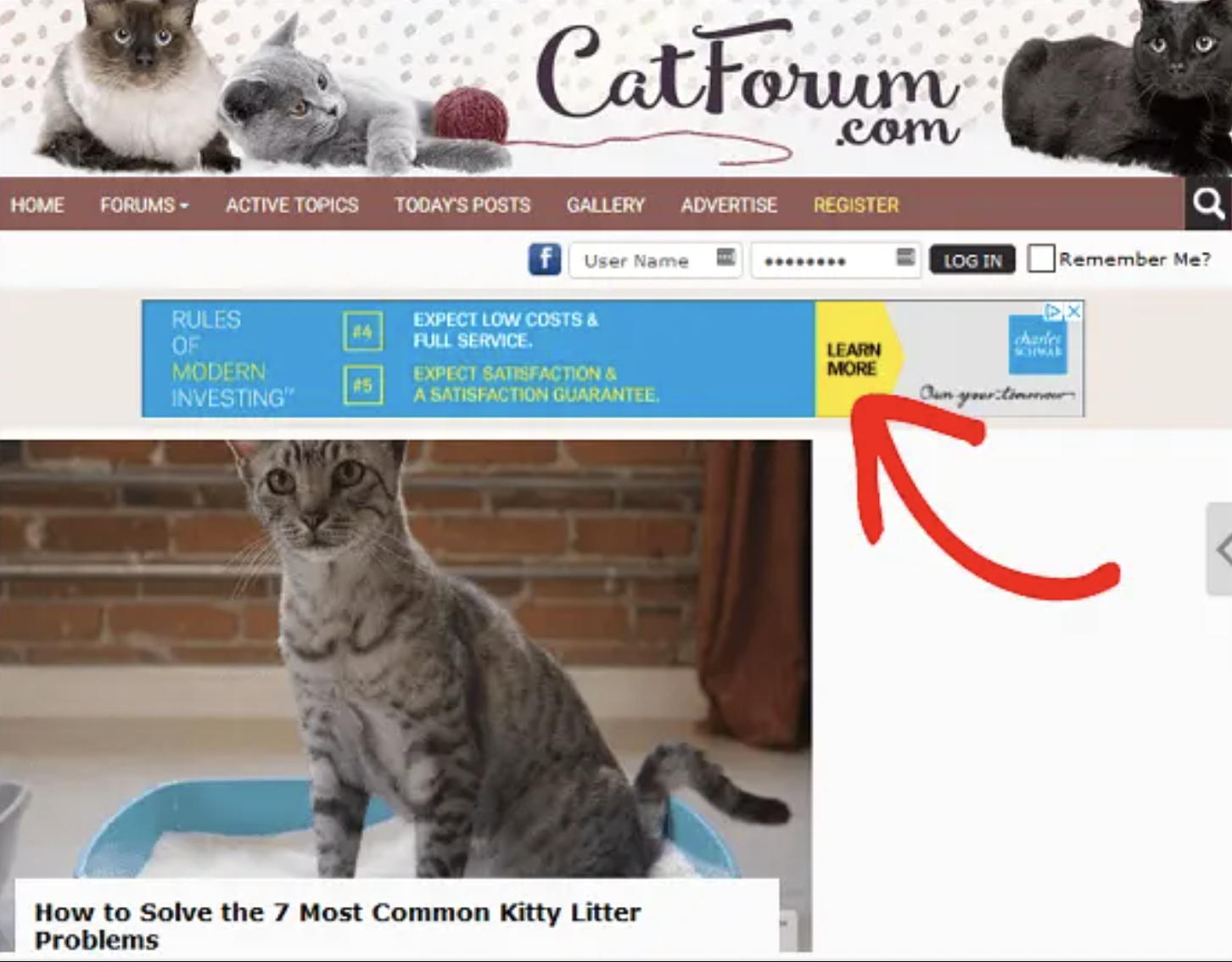 Так выглядит объявление AdSense на сайте про кошек.